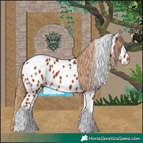 Horse Color:Chestnut Tobiano Appaloosa 