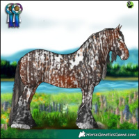 Horse Color:Gold Champagne Tobiano Appaloosa  and White Spotted Bay 