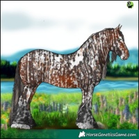 Horse Color:Gold Champagne Tobiano Appaloosa  and White Spotted Bay 