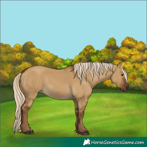 Horse Color:Chocolate Palomino Dun Rabicano 