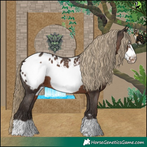 Horse Color:Liver Chestnut Frame Appaloosa 