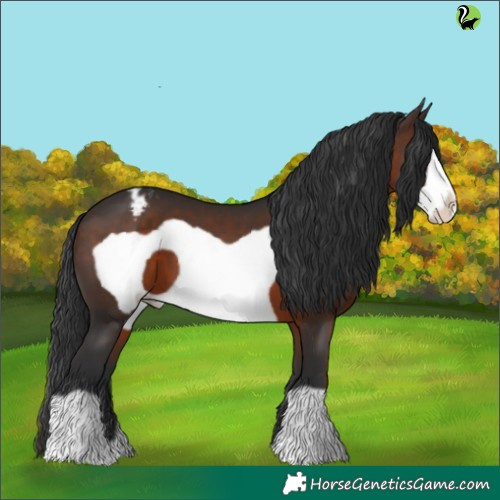 Horse Color:Brown Frame Appaloosa