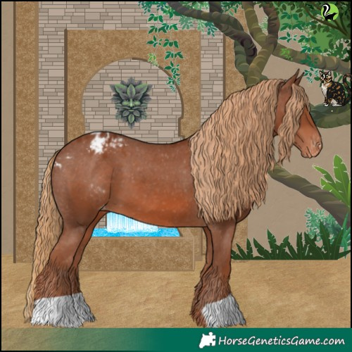 Horse Color:Chestnut Appaloosa 