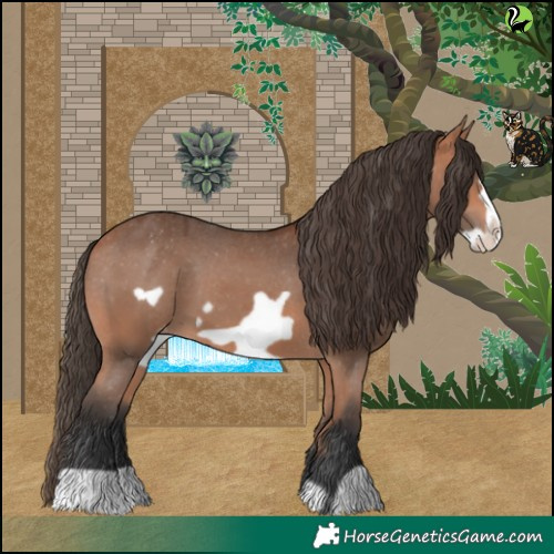 Horse Color:Bay Frame Appaloosa 