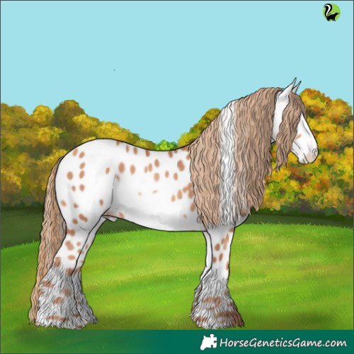 Horse Color:Gold Champagne Frame Appaloosa
