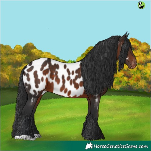Horse Color:Brown Appaloosa