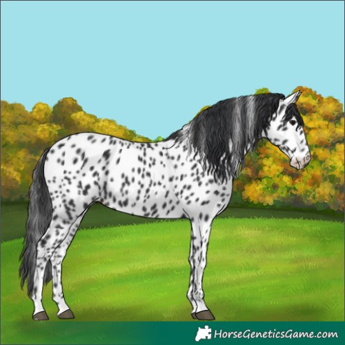 Horse Color:Black Appaloosa