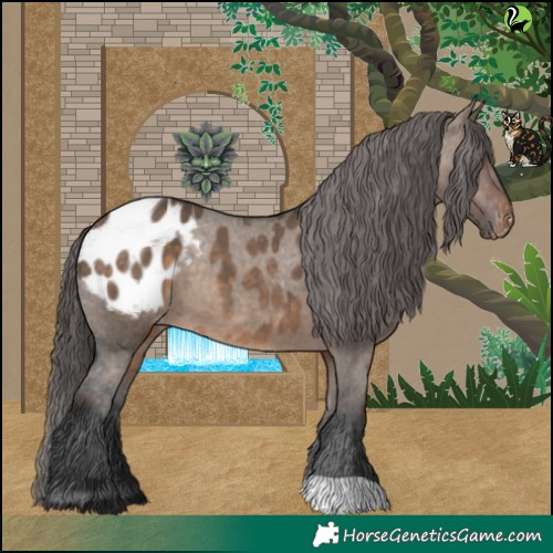 Horse Color:Brown Dun Appaloosa 