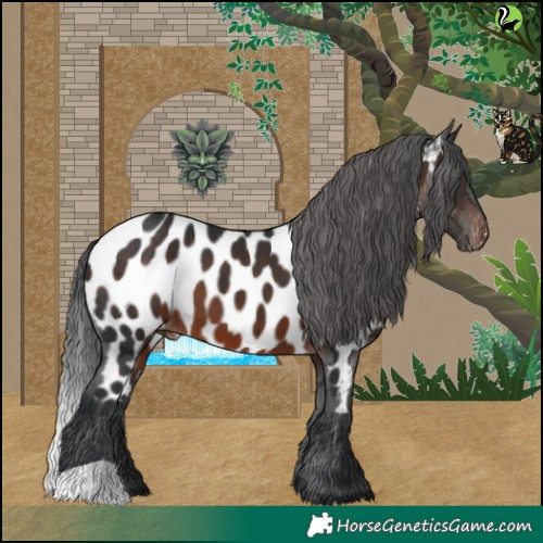 Horse Color:Brown Appaloosa 