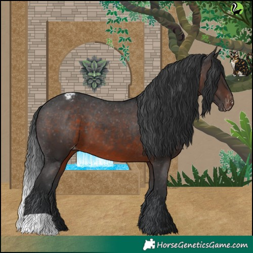 Horse Color:Brown Appaloosa 