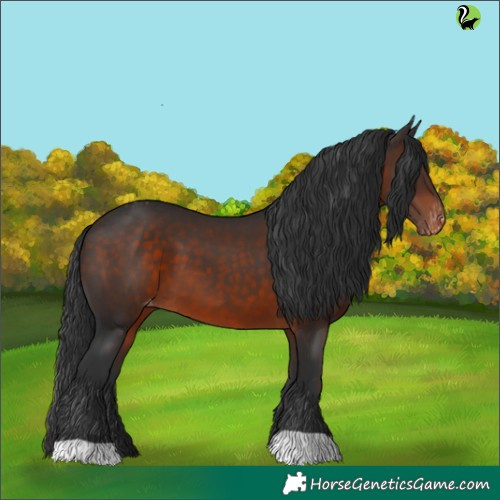 Horse Color:Brown Appaloosa 