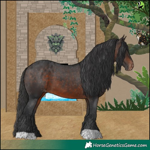 Horse Color:Brown Appaloosa 