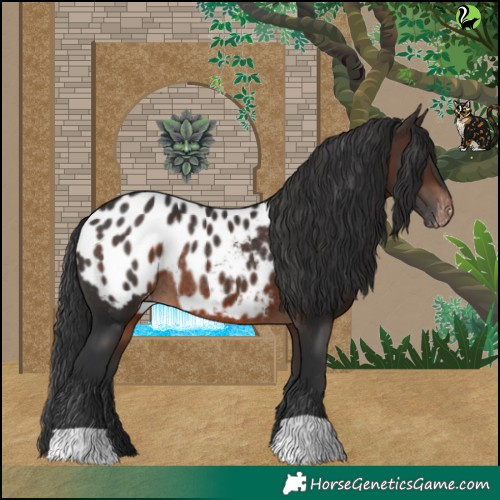 Horse Color:Brown Appaloosa Rabicano