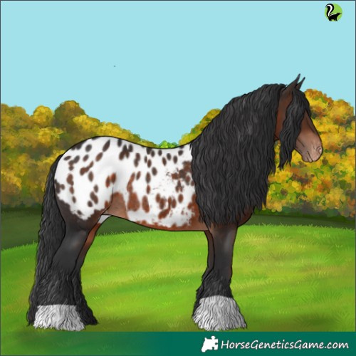 Horse Color:Brown Appaloosa Rabicano