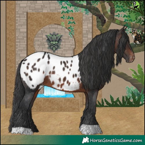 Horse Color:Brown Appaloosa Rabicano 