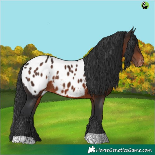 Horse Color:Brown Appaloosa Rabicano 
