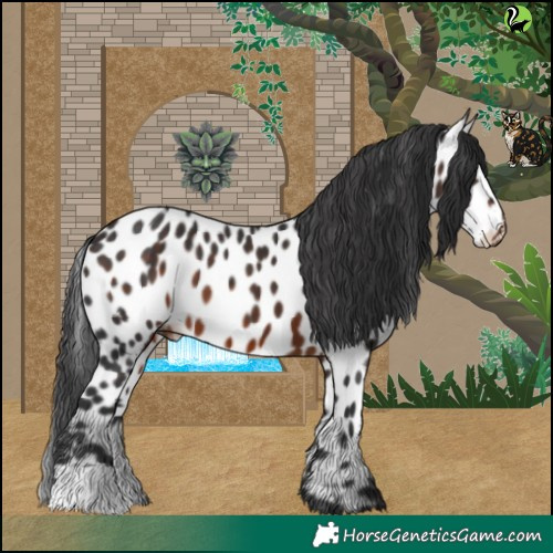Horse Color:Brown Appaloosa 