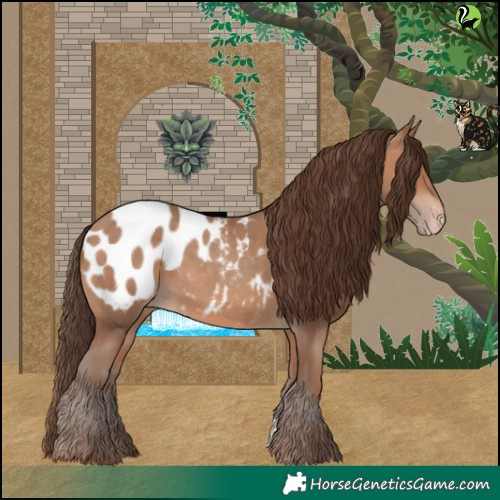 Horse Color:Sable Champagne Appaloosa 