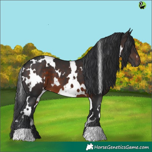 Horse Color:White Spotted Brown 