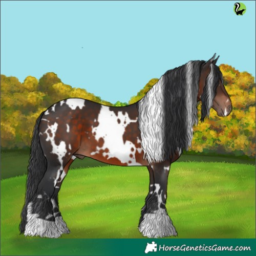 Horse Color:White Spotted Brown