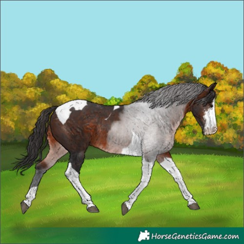 Horse Color:Brown Sabino Tobiano Rabicano