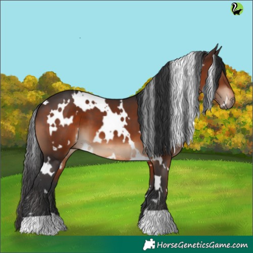 Horse Color:White Spotted Brown 