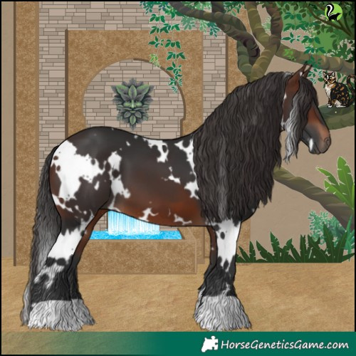Horse Color:White Spotted Brown