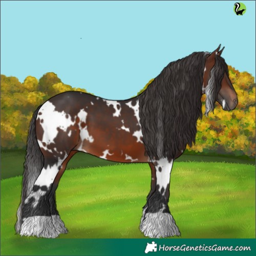 Horse Color:White Spotted Brown
