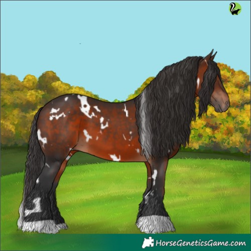 Horse Color:White Spotted Brown 