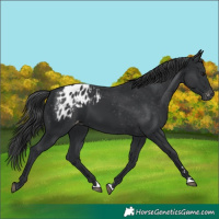 Horse Color:Black Appaloosa