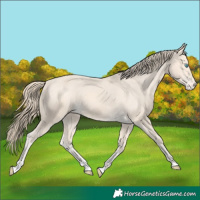 Horse Color:Perlino Appaloosa