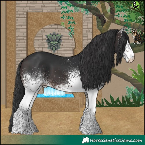 Horse Color:White Spotted Brown 