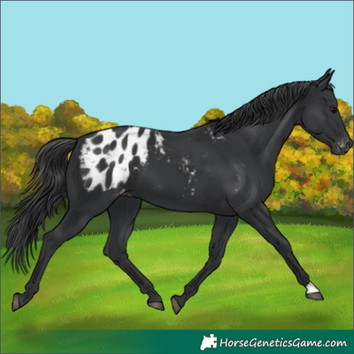 Horse Color:Black Appaloosa
