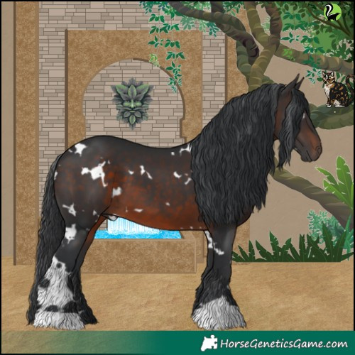 Horse Color:White Spotted Brown 