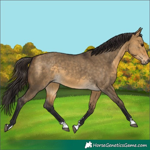 Horse Color:Buckskin Dun