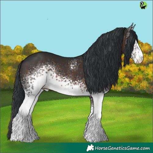 Horse Color:White Spotted Brown Rabicano