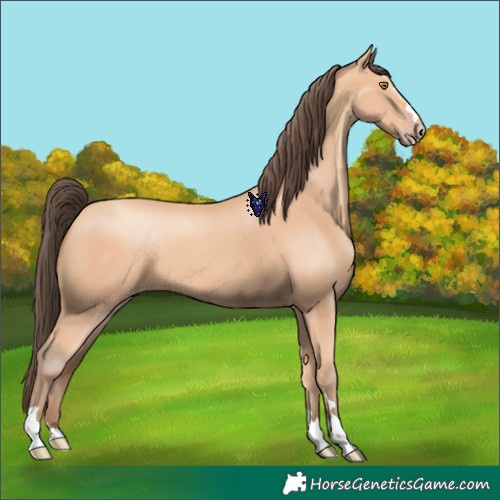 Horse Color:Amber Champagne