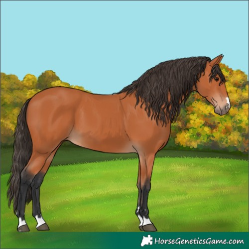 Horse Color:Bay 