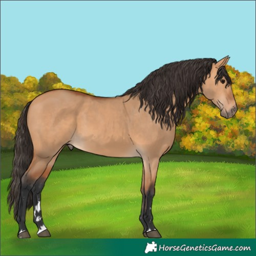 Horse Color:Bay Dun 