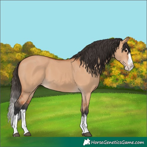 Horse Color:Bay Dun Splash 