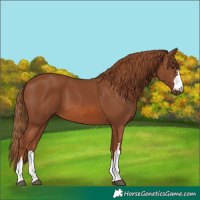 Horse Color:Chestnut 