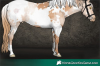 Horse Color:White Spotted Bay Pearl 