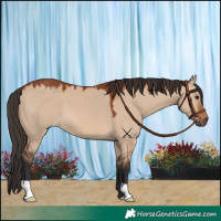 Horse Color:Bay Dun 