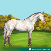 Horse Color:Silver Bay Roan Dun Appaloosa