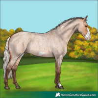 Horse Color:Silver Bay Roan Dun Frame Appaloosa Rabicano 