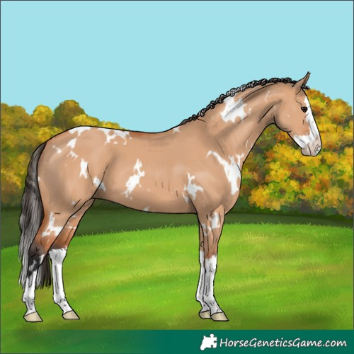 Horse Color:White Spotted Bay Dun Splash 