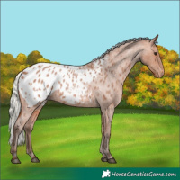 Horse Color:Silver Bay Roan Appaloosa 