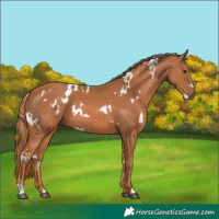 Horse Color:White Spotted Chestnut 