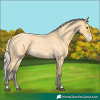 Horse Color:Silver Buckskin Roan Varnish 