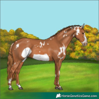 Horse Color:White Spotted Chestnut Frame